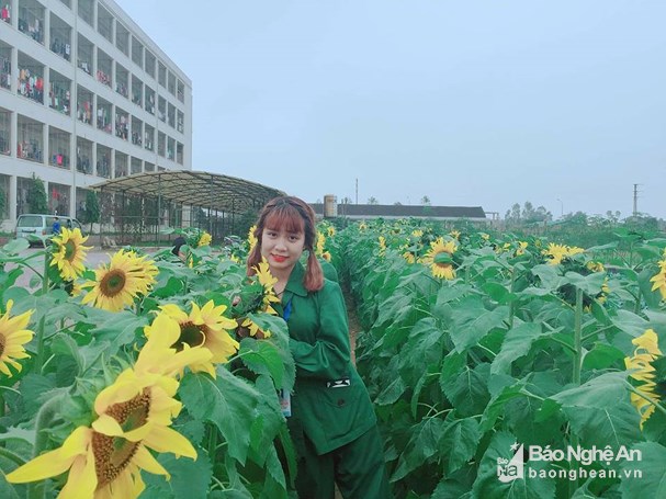 Độc đáo “cánh đồng hoa hướng dương” của sinh viên Đại học Vinh