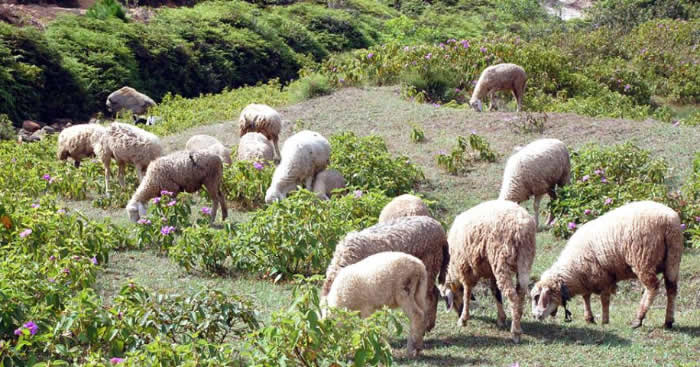 Trại Cừu Yên Thành Nghệ An
