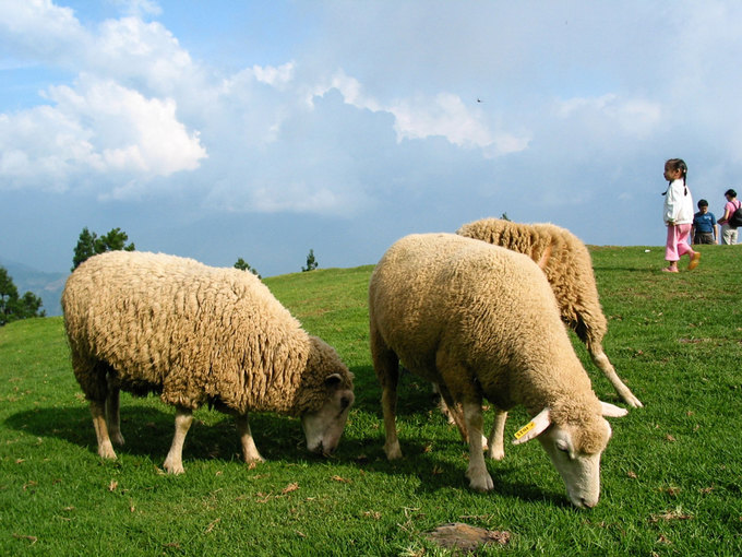 Nông trại Cừu giữa lòng Đài Loan